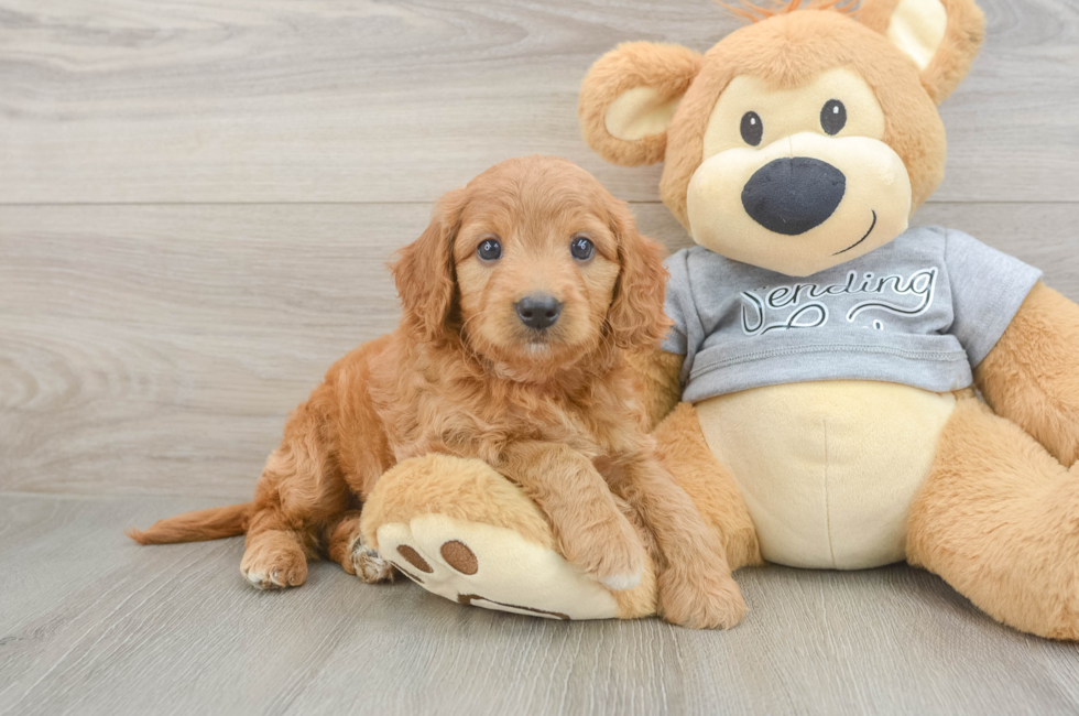 5 week old Mini Goldendoodle Puppy For Sale - Simply Southern Pups