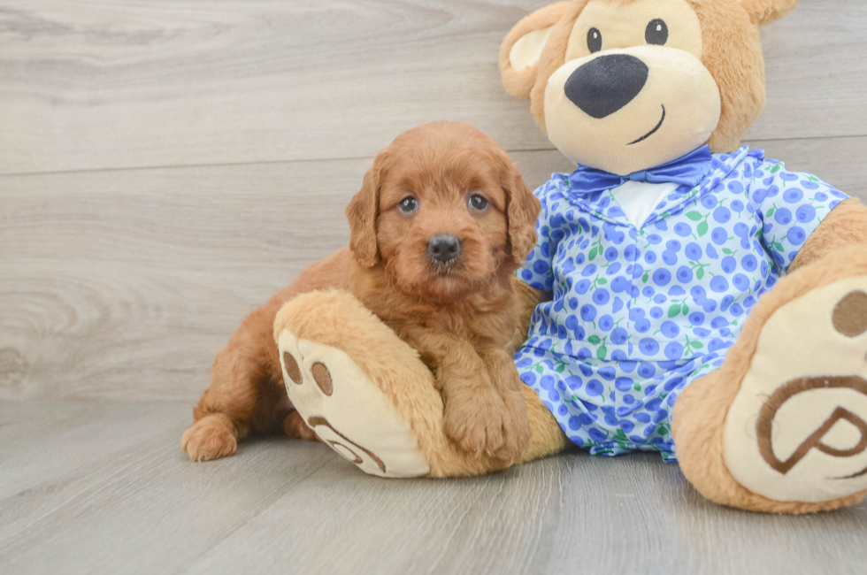 5 week old Mini Goldendoodle Puppy For Sale - Simply Southern Pups