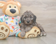 5 week old Mini Goldendoodle Puppy For Sale - Simply Southern Pups