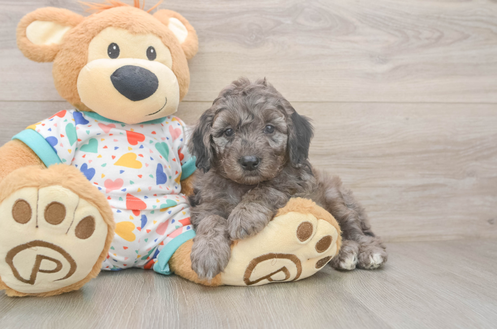 5 week old Mini Goldendoodle Puppy For Sale - Simply Southern Pups