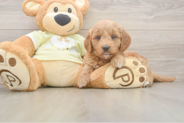 Mini Goldendoodle Pup Being Cute