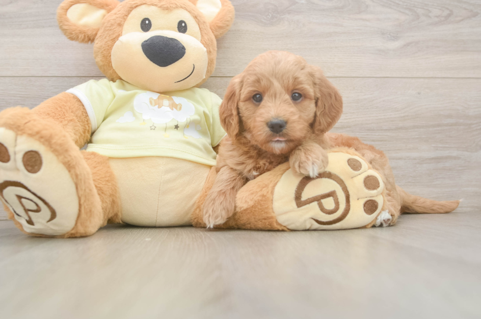 7 week old Mini Goldendoodle Puppy For Sale - Simply Southern Pups