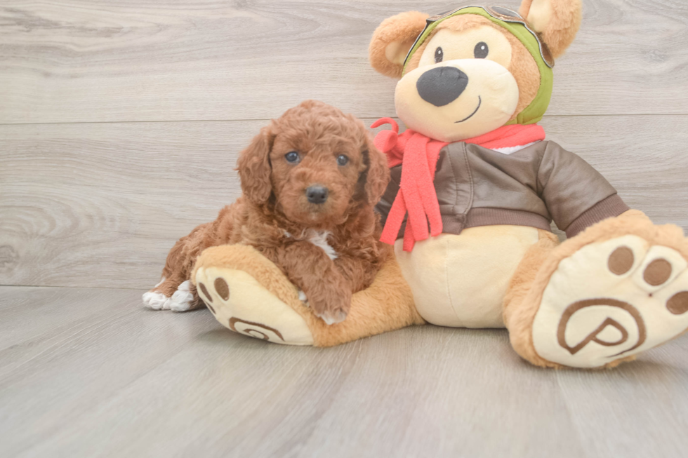 Mini Goldendoodle Pup Being Cute