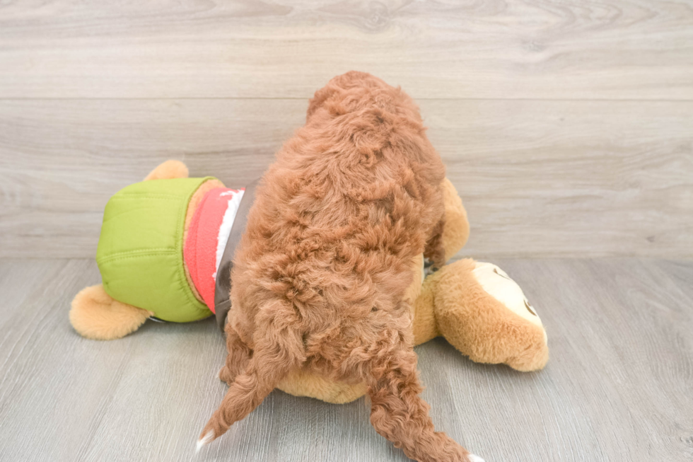 Best Mini Goldendoodle Baby