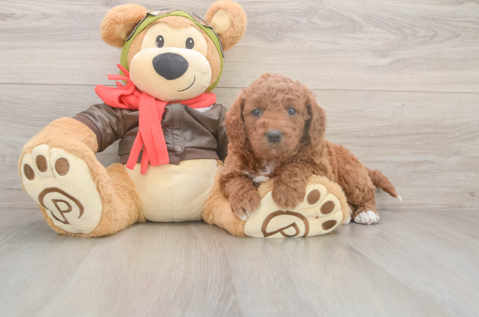 5 week old Mini Goldendoodle Puppy For Sale - Simply Southern Pups