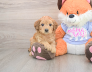 8 week old Mini Goldendoodle Puppy For Sale - Simply Southern Pups