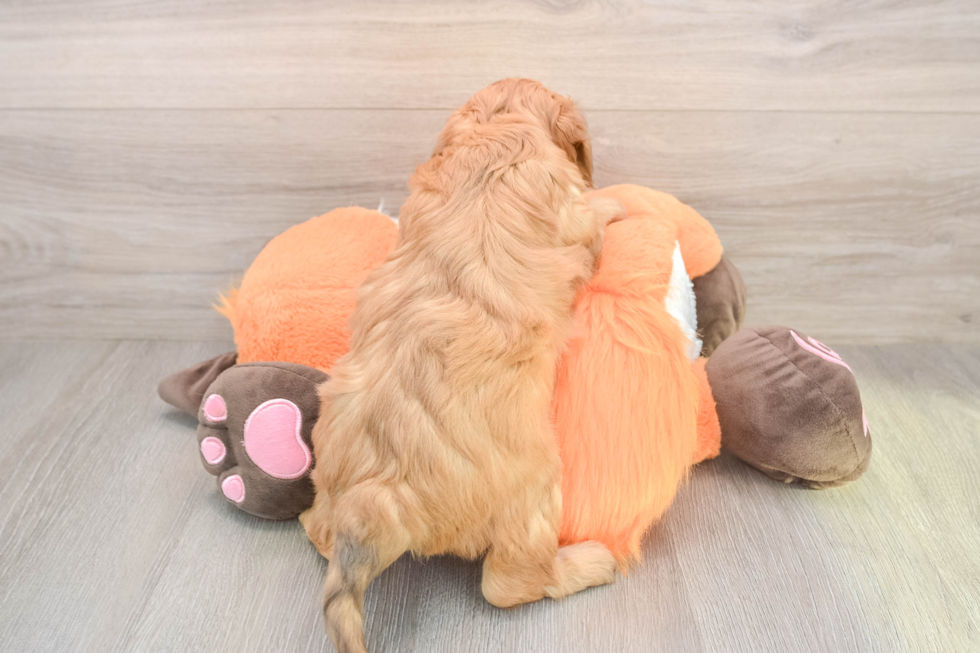 Adorable Golden Retriever Poodle Mix Poodle Mix Puppy