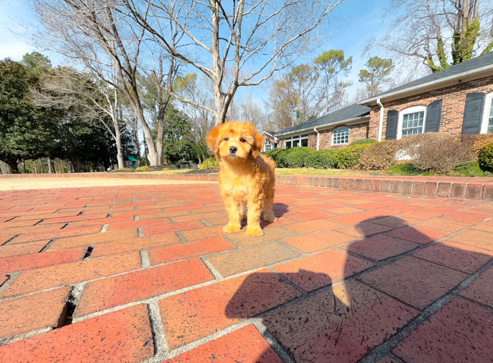 Mini Goldendoodle Pup Being Cute