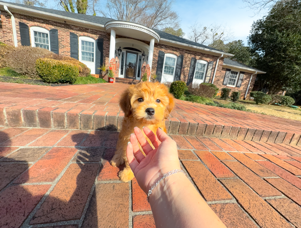 Cute Golden Retriever Poodle Mix Poodle Mix Puppy