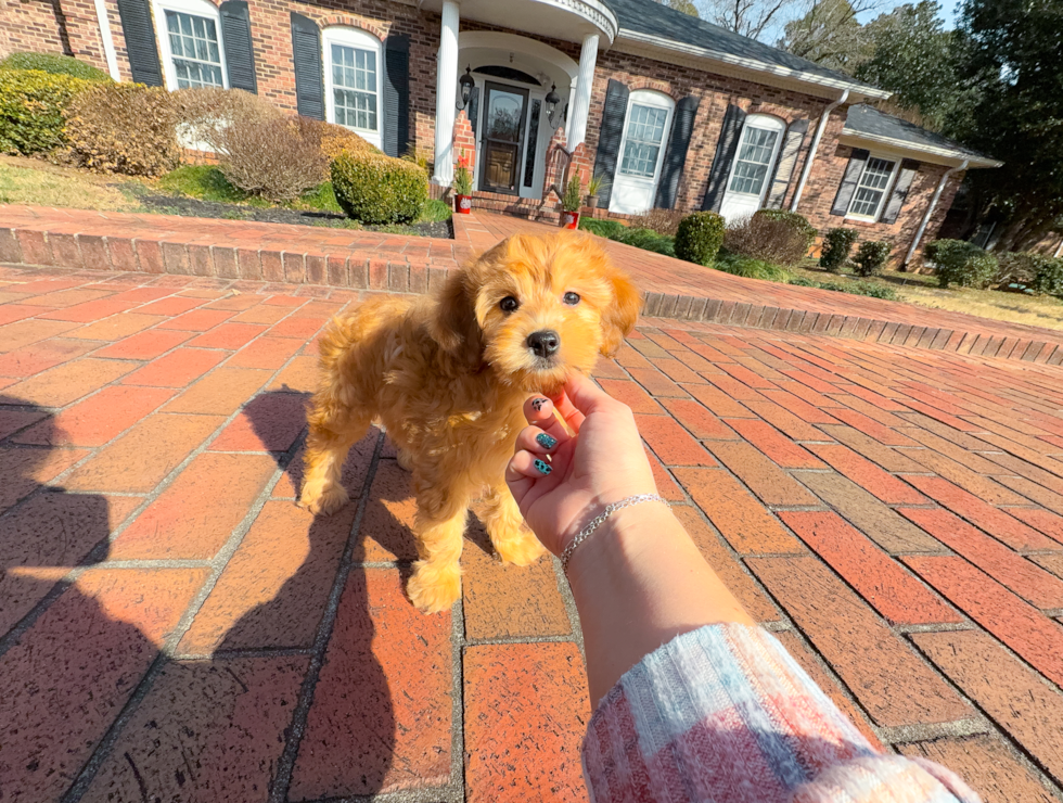Mini Goldendoodle Pup Being Cute