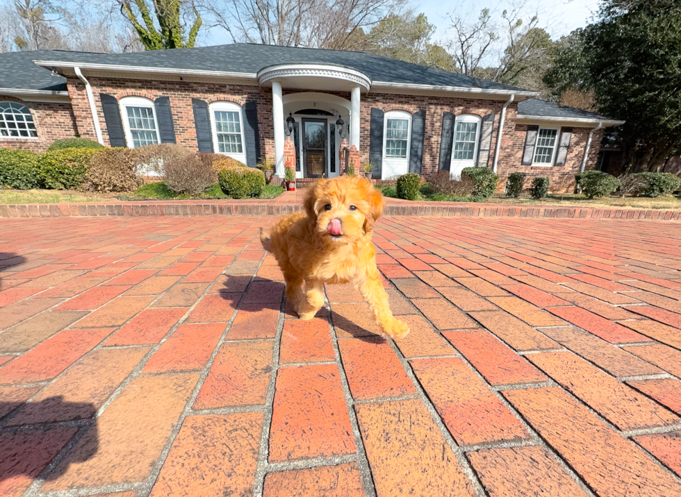 Best Mini Goldendoodle Baby