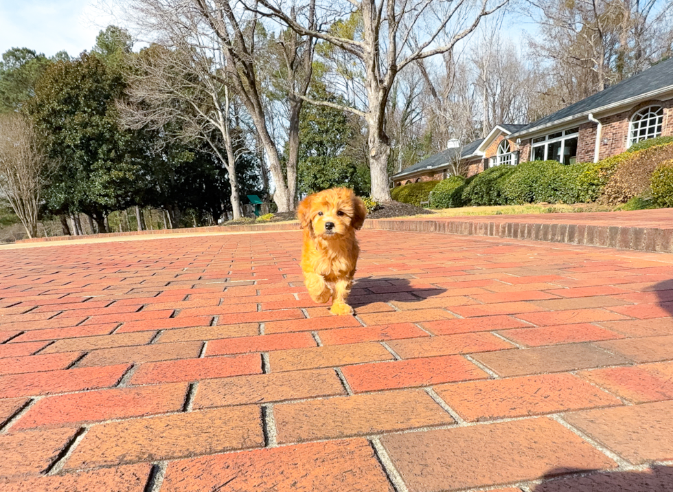 Best Mini Goldendoodle Baby