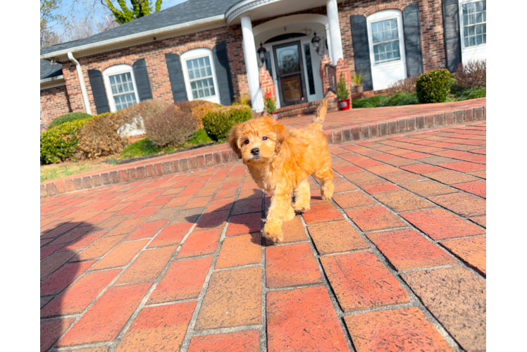 Cute Golden Retriever Poodle Mix Poodle Mix Puppy