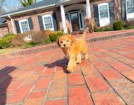 8 week old Mini Goldendoodle Puppy For Sale - Simply Southern Pups