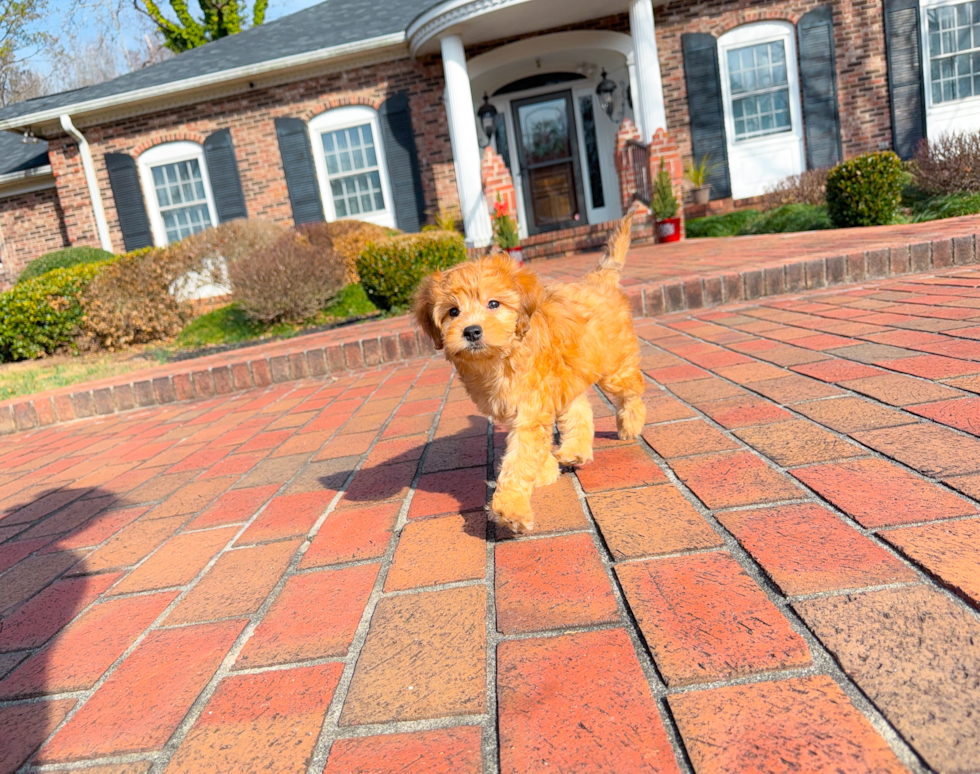 Cute Golden Retriever Poodle Mix Poodle Mix Puppy