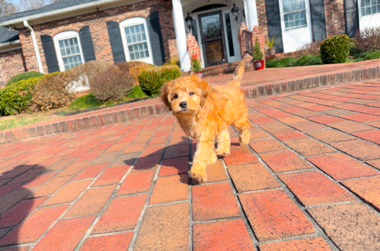 Cute Golden Retriever Poodle Mix Poodle Mix Puppy
