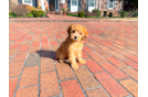Cute Mini Goldendoodle Poodle Mix Pup
