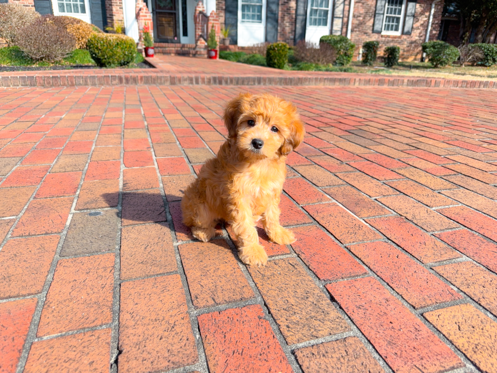 Cute Mini Goldendoodle Poodle Mix Pup