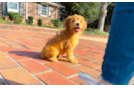 Cute Mini Goldendoodle Poodle Mix Pup