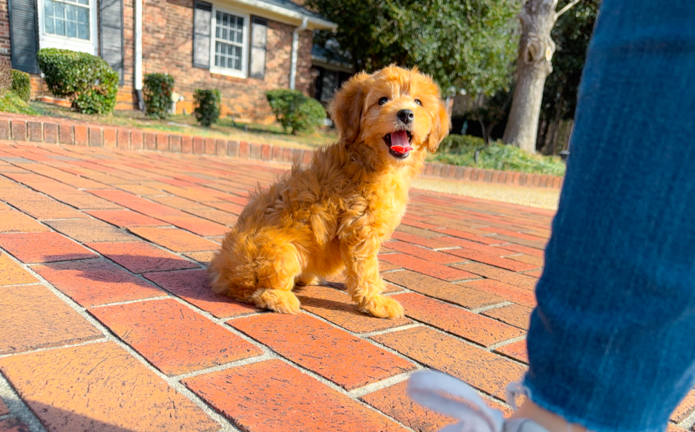 Cute Mini Goldendoodle Poodle Mix Pup