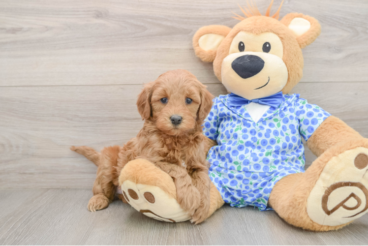 Mini Goldendoodle Pup Being Cute
