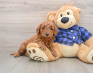 7 week old Mini Goldendoodle Puppy For Sale - Simply Southern Pups