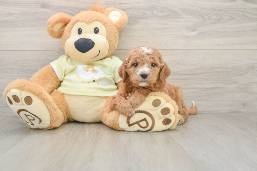 Best Mini Goldendoodle Baby