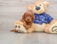 6 week old Mini Goldendoodle Puppy For Sale - Simply Southern Pups