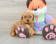 7 week old Mini Goldendoodle Puppy For Sale - Simply Southern Pups