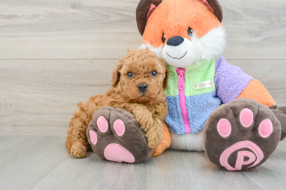 6 week old Mini Goldendoodle Puppy For Sale - Simply Southern Pups