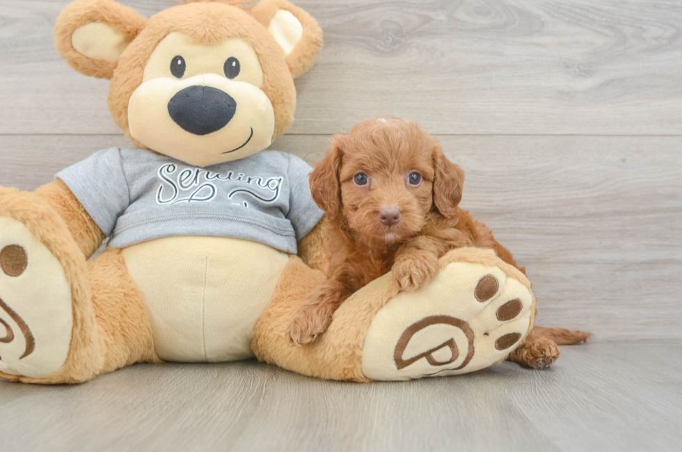 5 week old Mini Goldendoodle Puppy For Sale - Simply Southern Pups