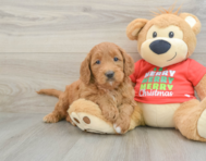 5 week old Mini Goldendoodle Puppy For Sale - Simply Southern Pups