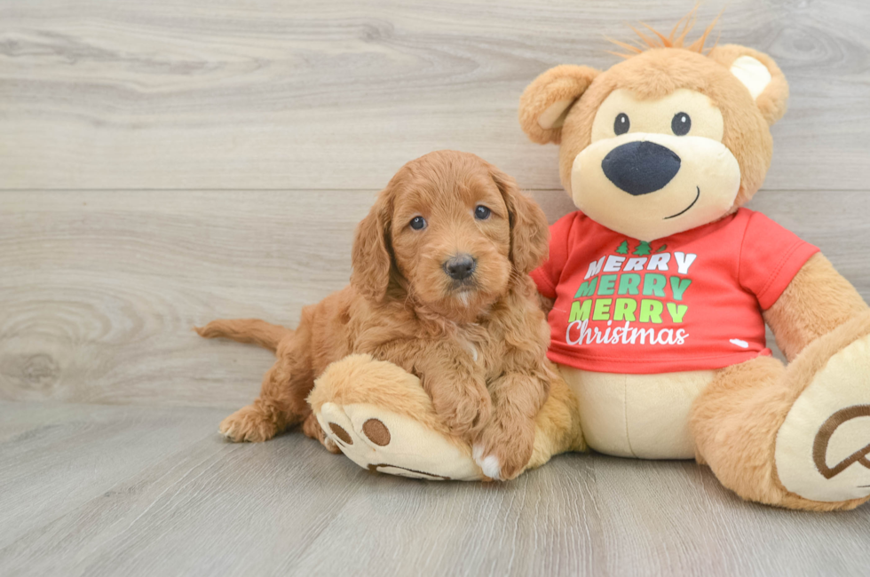 6 week old Mini Goldendoodle Puppy For Sale - Simply Southern Pups