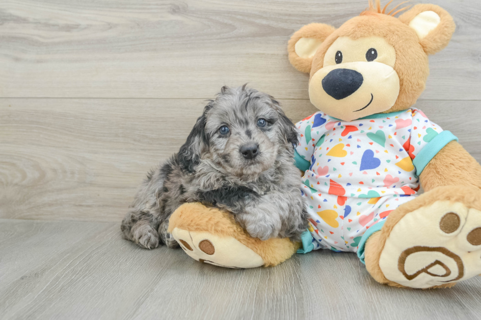 Best Mini Goldendoodle Baby