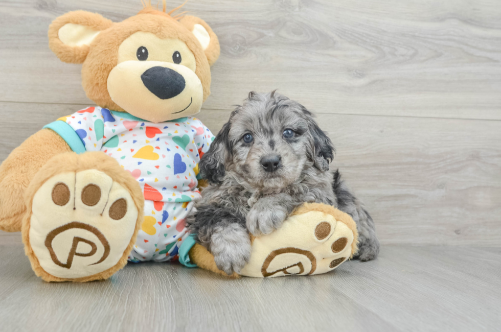 6 week old Mini Goldendoodle Puppy For Sale - Simply Southern Pups