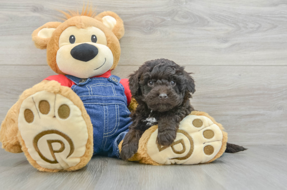 6 week old Mini Goldendoodle Puppy For Sale - Simply Southern Pups