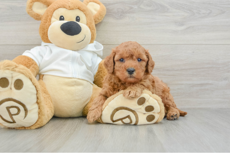 Funny Mini Goldendoodle Poodle Mix Pup