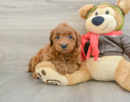 7 week old Mini Goldendoodle Puppy For Sale - Simply Southern Pups