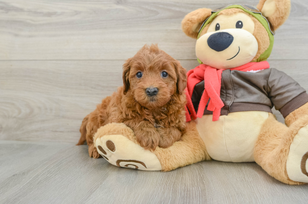7 week old Mini Goldendoodle Puppy For Sale - Simply Southern Pups