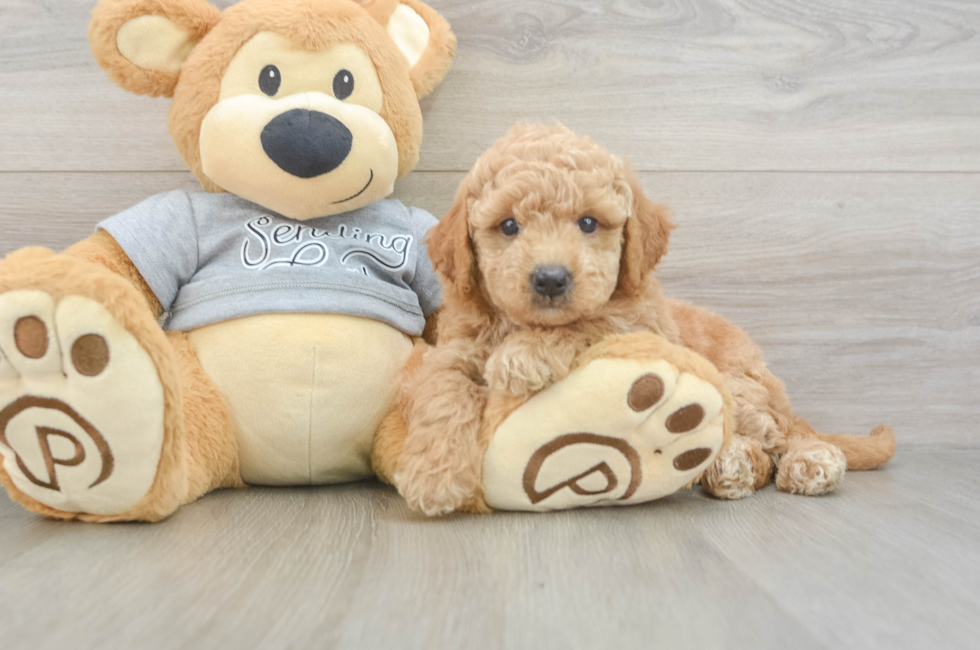 5 week old Mini Goldendoodle Puppy For Sale - Simply Southern Pups