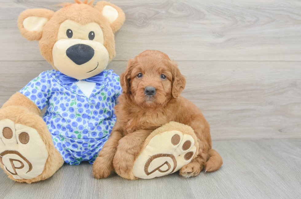 5 week old Mini Goldendoodle Puppy For Sale - Simply Southern Pups