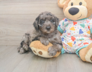 5 week old Mini Goldendoodle Puppy For Sale - Simply Southern Pups