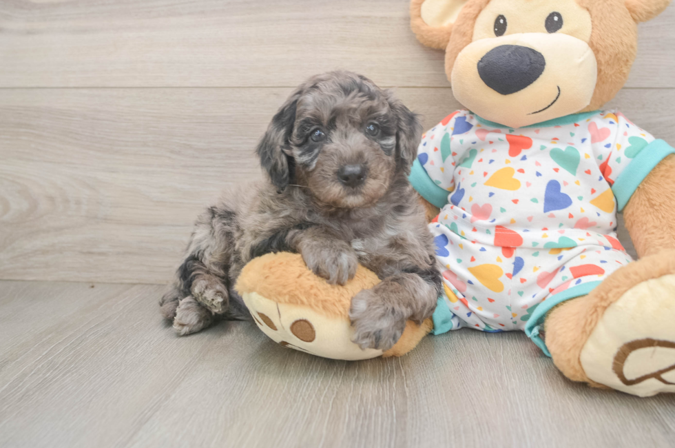 5 week old Mini Goldendoodle Puppy For Sale - Simply Southern Pups