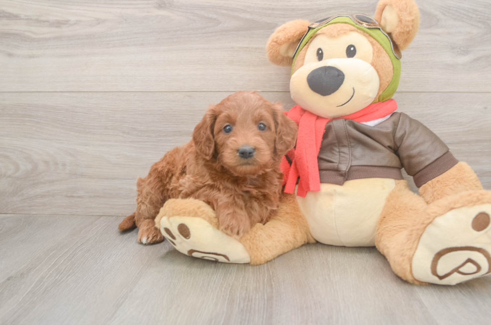 5 week old Mini Goldendoodle Puppy For Sale - Simply Southern Pups