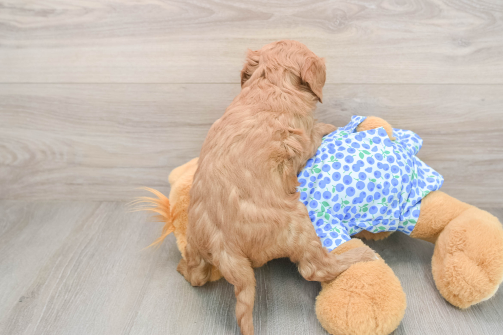 Mini Goldendoodle Pup Being Cute