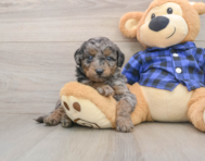 8 week old Mini Goldendoodle Puppy For Sale - Simply Southern Pups