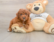 6 week old Mini Goldendoodle Puppy For Sale - Simply Southern Pups
