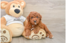 Best Mini Goldendoodle Baby