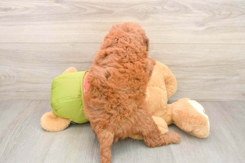 Small Mini Goldendoodle Baby