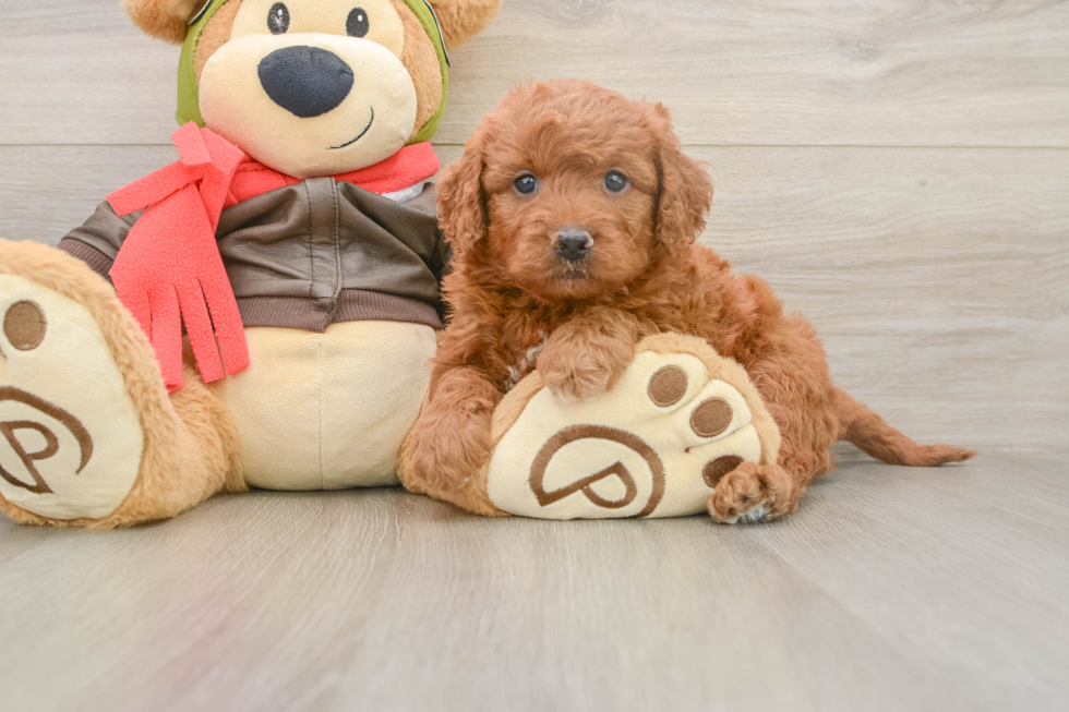 Best Mini Goldendoodle Baby